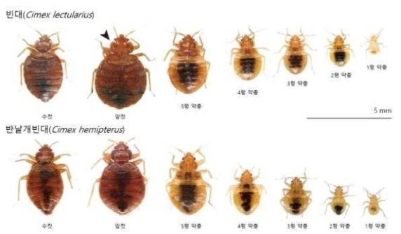 빈대 모습