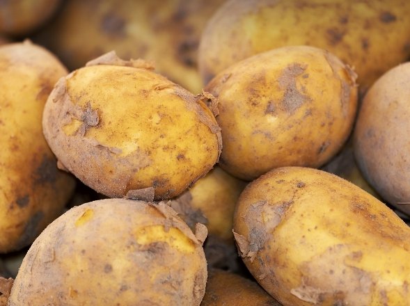 비트와 함께 먹으면 안되는 음식 감자