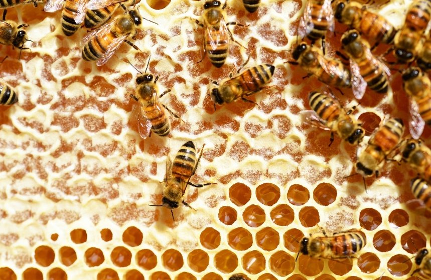 유산균 프로폴리스